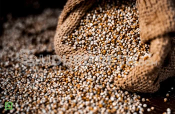 Organic Bajra – Gluten-Free Pearl Millet Grain