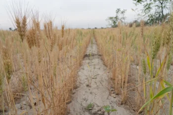 Organic Wheat – Stone-Milled, Chemical-Free Grain