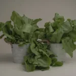 Fresh Organic Palak – Chemical-Free Spinach Leaves