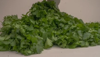 Fresh Organic Dhaniya – Aromatic Coriander Leaves