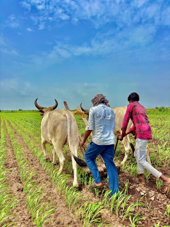 neelagri-organic-farm